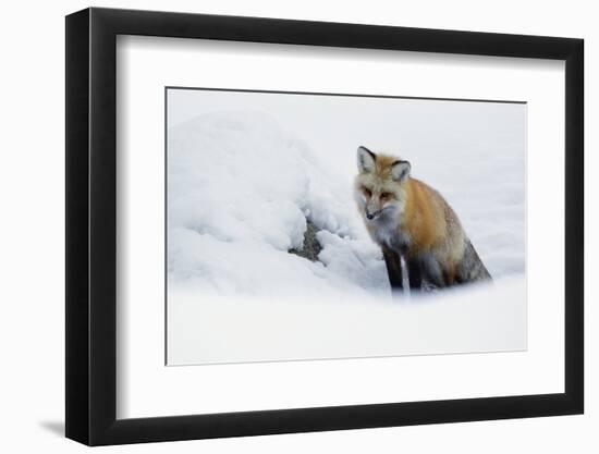 Red Fox in Winter-Ken Archer-Framed Premium Photographic Print