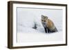 Red Fox in Winter-Ken Archer-Framed Photographic Print