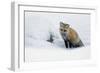 Red Fox in Winter-Ken Archer-Framed Photographic Print