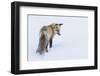 Red fox, intently listening for a potential meal beneath the snow .-Ken Archer-Framed Photographic Print