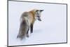 Red fox, intently listening for a potential meal beneath the snow .-Ken Archer-Mounted Photographic Print