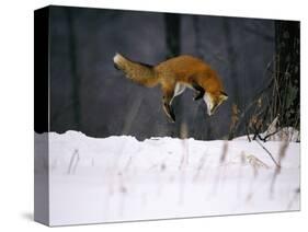 Red Fox Jumping in the Snow-John Conrad-Stretched Canvas