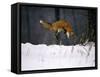 Red Fox Jumping in the Snow-John Conrad-Framed Stretched Canvas
