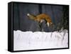 Red Fox Jumping in the Snow-John Conrad-Framed Stretched Canvas