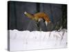 Red Fox Jumping in the Snow-John Conrad-Stretched Canvas