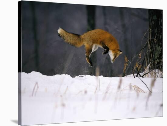 Red Fox Jumping in the Snow-John Conrad-Stretched Canvas