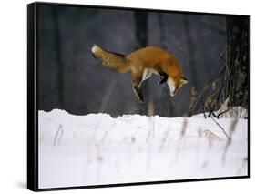 Red Fox Jumping in the Snow-John Conrad-Framed Stretched Canvas