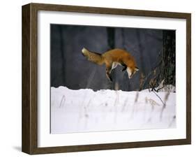 Red Fox Jumping in the Snow-John Conrad-Framed Premium Photographic Print