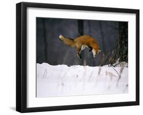 Red Fox Jumping in the Snow-John Conrad-Framed Premium Photographic Print