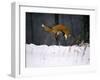 Red Fox Jumping in the Snow-John Conrad-Framed Premium Photographic Print