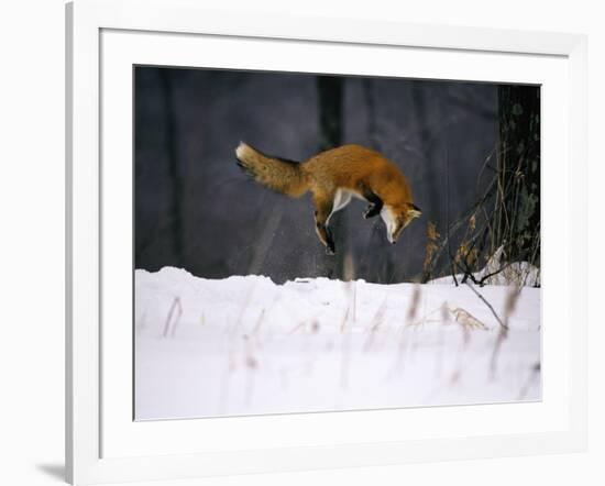 Red Fox Jumping in the Snow-John Conrad-Framed Photographic Print