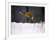 Red Fox Jumping in the Snow-John Conrad-Framed Photographic Print