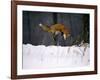 Red Fox Jumping in the Snow-John Conrad-Framed Photographic Print