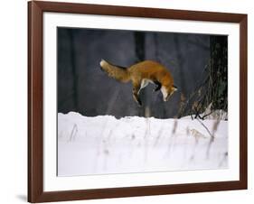 Red Fox Jumping in the Snow-John Conrad-Framed Photographic Print