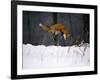 Red Fox Jumping in the Snow-John Conrad-Framed Photographic Print