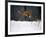 Red Fox Jumping in the Snow-John Conrad-Framed Photographic Print