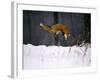 Red Fox Jumping in the Snow-John Conrad-Framed Photographic Print