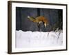 Red Fox Jumping in the Snow-John Conrad-Framed Photographic Print