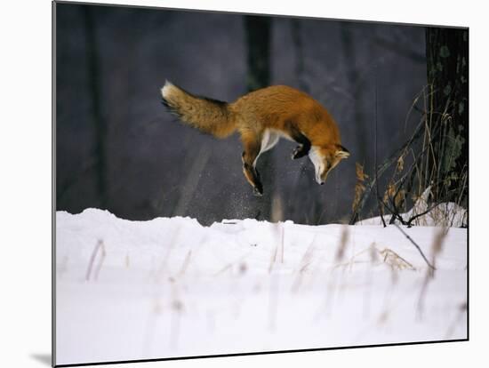 Red Fox Jumping in the Snow-John Conrad-Mounted Photographic Print