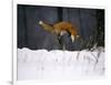 Red Fox Jumping in the Snow-John Conrad-Framed Photographic Print