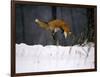 Red Fox Jumping in the Snow-John Conrad-Framed Photographic Print