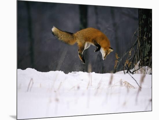 Red Fox Jumping in the Snow-John Conrad-Mounted Photographic Print