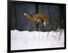 Red Fox Jumping in the Snow-John Conrad-Framed Photographic Print