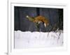 Red Fox Jumping in the Snow-John Conrad-Framed Photographic Print