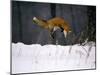 Red Fox Jumping in the Snow-John Conrad-Mounted Photographic Print