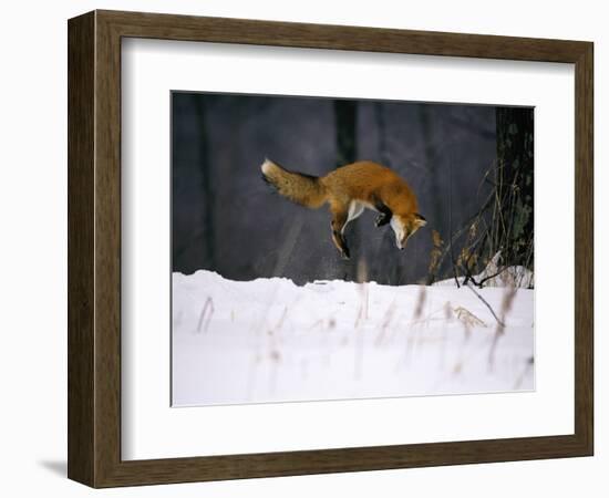 Red Fox Jumping in the Snow-John Conrad-Framed Photographic Print