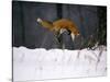 Red Fox Jumping in the Snow-John Conrad-Stretched Canvas