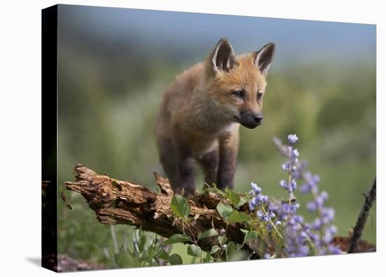 Red Fox kit climbing, North America-Tim Fitzharris-Stretched Canvas