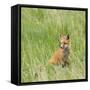 Red Fox Kit in Grass Near Den, Saratoga, WYoming-Howie Garber-Framed Stretched Canvas