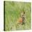 Red Fox Kit in Grass Near Den, Saratoga, WYoming-Howie Garber-Stretched Canvas