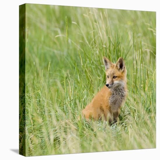 Red Fox Kit in Grass Near Den, Saratoga, WYoming-Howie Garber-Stretched Canvas