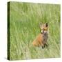 Red Fox Kit in Grass Near Den, Saratoga, WYoming-Howie Garber-Stretched Canvas