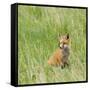 Red Fox Kit in Grass Near Den, Saratoga, WYoming-Howie Garber-Framed Stretched Canvas