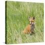 Red Fox Kit in Grass Near Den, Saratoga, WYoming-Howie Garber-Stretched Canvas