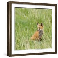 Red Fox Kit in Grass Near Den, Saratoga, WYoming-Howie Garber-Framed Photographic Print