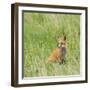 Red Fox Kit in Grass Near Den, Saratoga, WYoming-Howie Garber-Framed Photographic Print