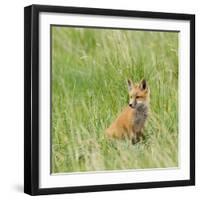 Red Fox Kit in Grass Near Den, Saratoga, WYoming-Howie Garber-Framed Photographic Print