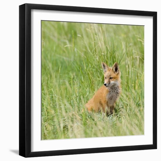 Red Fox Kit in Grass Near Den, Saratoga, WYoming-Howie Garber-Framed Photographic Print