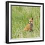 Red Fox Kit in Grass Near Den, Saratoga, WYoming-Howie Garber-Framed Photographic Print