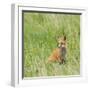 Red Fox Kit in Grass Near Den, Saratoga, WYoming-Howie Garber-Framed Photographic Print