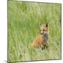 Red Fox Kit in Grass Near Den, Saratoga, WYoming-Howie Garber-Mounted Photographic Print