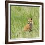 Red Fox Kit in Grass Near Den, Saratoga, WYoming-Howie Garber-Framed Photographic Print