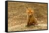 Red Fox Kit-Steve Byland-Framed Stretched Canvas