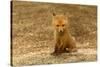 Red Fox Kit-Steve Byland-Stretched Canvas