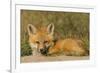 Red Fox Kit-Ken Archer-Framed Photographic Print