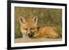 Red Fox Kit-Ken Archer-Framed Photographic Print